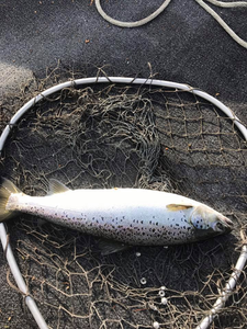 Trout Fishing In Maine 